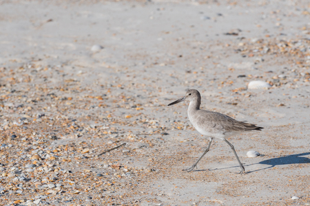 Willet Hunts on the Beach with small scattered shellsの写真素材