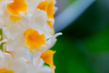 White Orchid Flowers and Copy Space to rightの写真素材