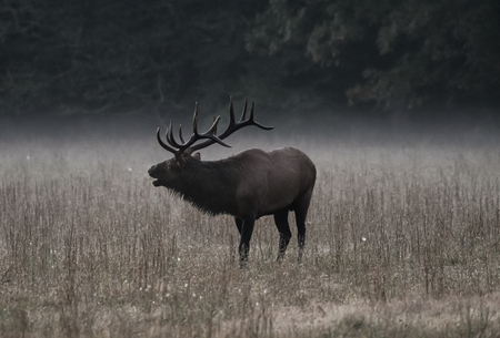 Bull Elk Bugles in Morning Fog Muted Colorsの写真素材