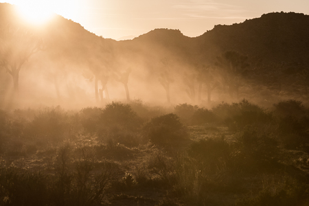 Dust Clouds the Air During Sunset at Joshua Tree along remote dirt roadの写真素材