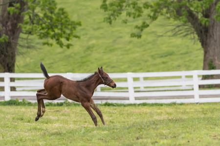 Foal Lands from Excited Jump in green fieldの写真素材