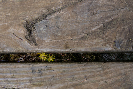 Small Yellow Sapling Grows Between Stair Treads on Hiking Trail