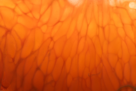 Close Up of Orange Slice with backlightingの写真素材