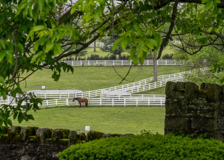 Peeking Through the Trees at Horse Pasture in summerの写真素材