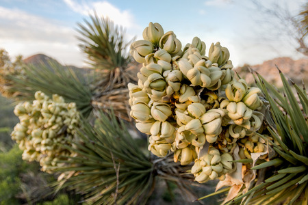 Blooms on Joshua Tree in Wet Spring Super Bloomの写真素材