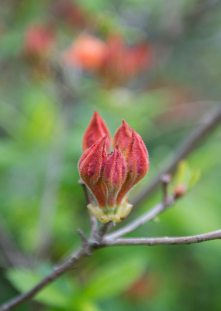 Flame Azalea Buds on Foggy Morning just before they blossom