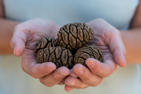 Handful of Sequoia Seeds conceptual image of potentialの写真素材