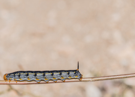 Caterpillar on Stick with Copy Space aboveの写真素材