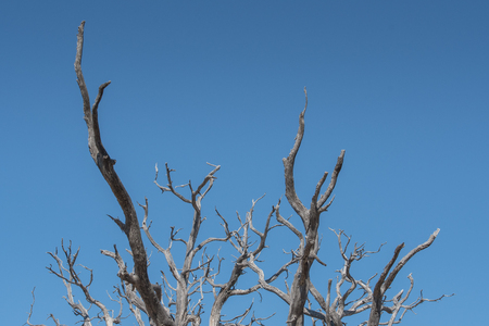 Gnarly Branches of Tree on Clear Blue Sky with copy space aboveの写真素材