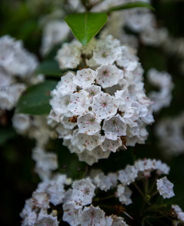 Mountain Laurel Blooms in the southern Appalachian mountainsの写真素材