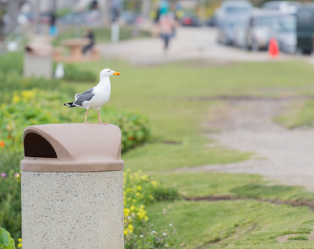 Seagull Perched on Trash Can in busy parkの写真素材