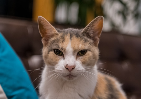 Grumpy Old Cat Stares at Camera on leather couchの写真素材