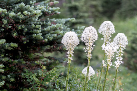 Group of Bear Grass Blooming next to pine treeの写真素材