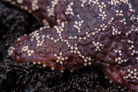 Macro shot of Pisaster ochraceus, purple sea star