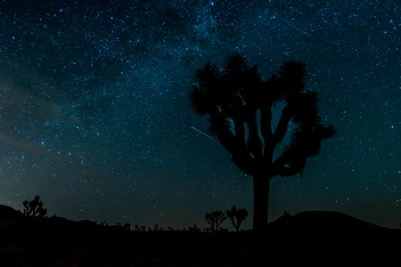 Stars Over Silhouette of Joshua Tree with glowing milky wayの写真素材