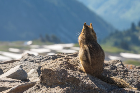 Ground Squirrel Looks Out Over Mountain Meadow on sunny afternoonの写真素材