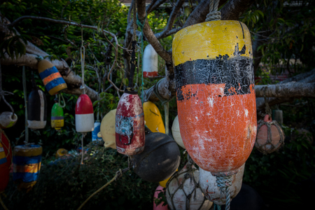 Old Buoys Hang in Tree with focus on yellow, black, and orange buoy in frontの写真素材