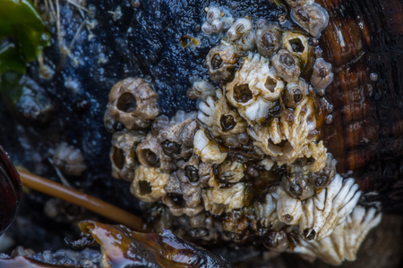Close up of Barnacles on Black Mussel in tide poolの写真素材