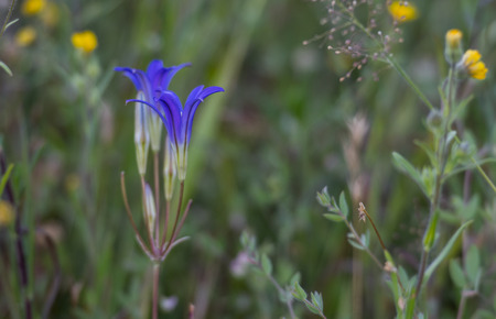 Harvest Brodiaea Flower in California wilderness with copy space to rightの写真素材