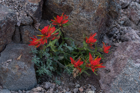 Orange Indian Paitbrush Grow Out of Rock in Pacific northwestの写真素材