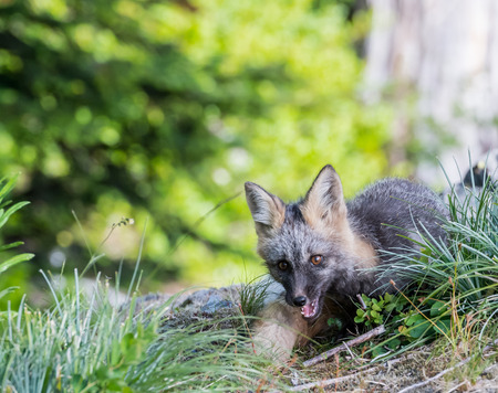 Young Cascade Red Fox Playing with another kit