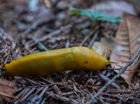 Yellow Banana Slugs Crawls Along Forest Floor Through twigs and fallen leavesの写真素材