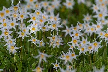 Avalanche Lilies Blooming in alpine meadow below Mount Rainierの写真素材