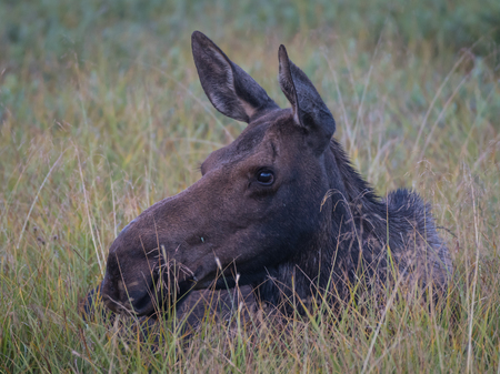 Female Moose Rests in Grassy Field in Rocky Mountainsの写真素材