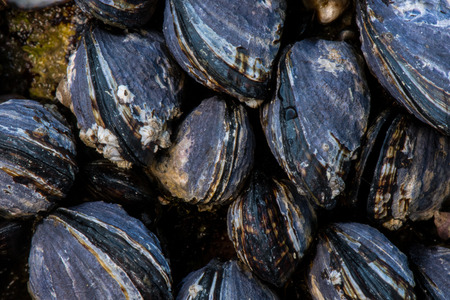 Close Up of Mussel Shells clinging to coastal rockの写真素材