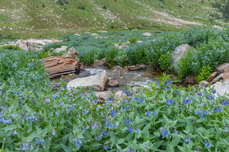 Mertensia Flowers Bloom in Cascade Canyon in Wyoming wilderness