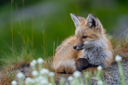 Red Cascades Kit Perched in Field with copy space to leftの写真素材