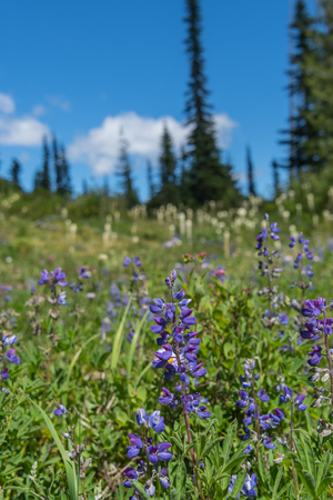 Purple Lupine in Front of Bear Grass and Blue Skyの写真素材