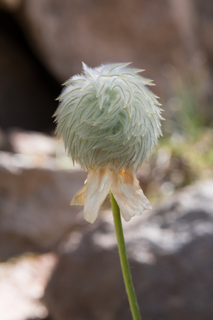 Single Seed Head of Anemone Flower in wildernessの写真素材