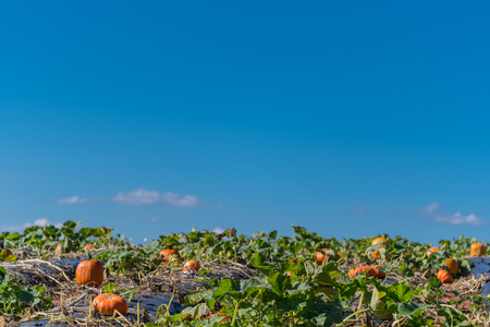 Blue Sky Over Sunny Pumpkin Patch in autumnの写真素材