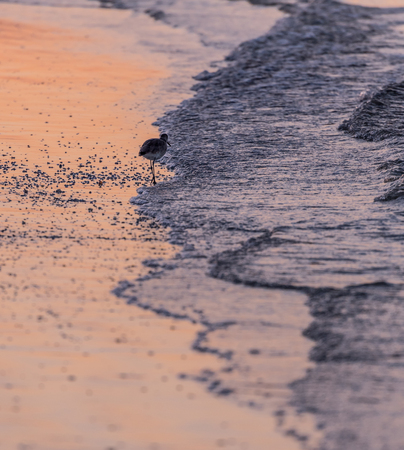Willet Stands at the Edge of Tide at Sunriseの写真素材