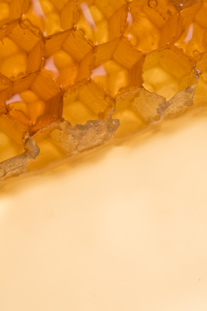 Edge of Honey Comb at Angle on cream backgroundの写真素材