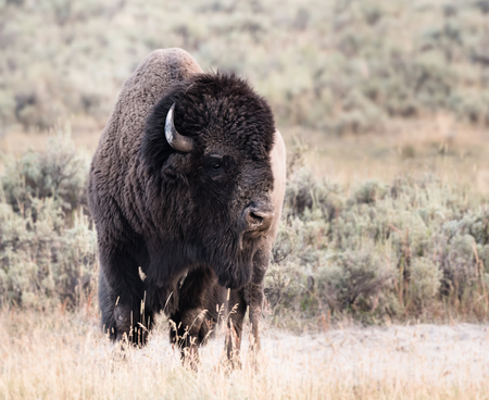Large Male Bison Looks Right in dry summer fieldの写真素材