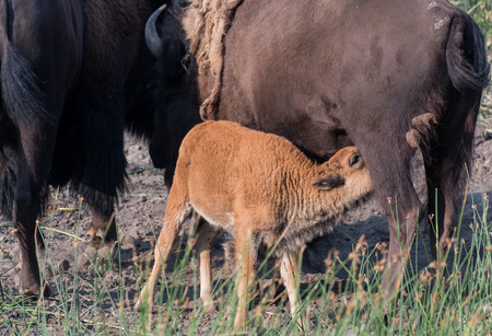 Bison Calf Nurses While Mother Grazes in fieldの写真素材