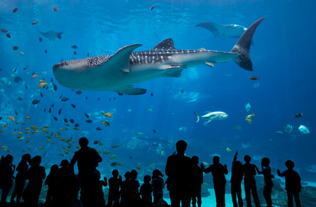 Children Look On As Whale Shark Passes in large aquarium tankの写真素材