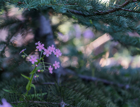 Small Purple Wildflowers in Pine Tree Branchの写真素材