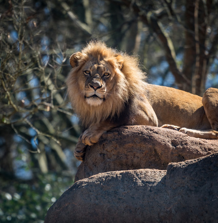 Lion Poses with paws hanging over side of rockの写真素材