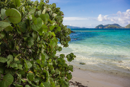 Bright green leaves in front of the brilliant blue waters of the Caribbeanの写真素材