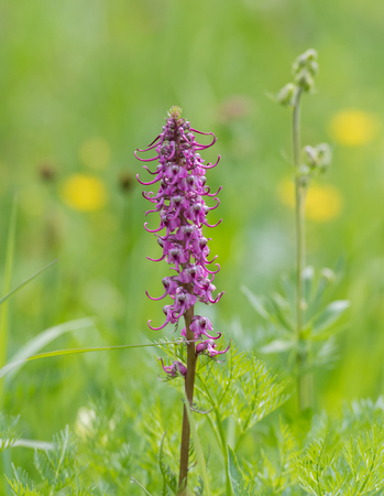 Western Sweetvetch Just Before Full Bloom in Springの写真素材