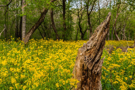 Broken Tree Trunk and Ragwort Blooms in summer forestの写真素材