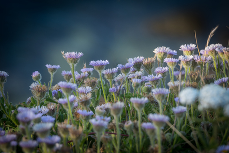 Small Purple Flowers Grow in Bunch with selective focusの写真素材