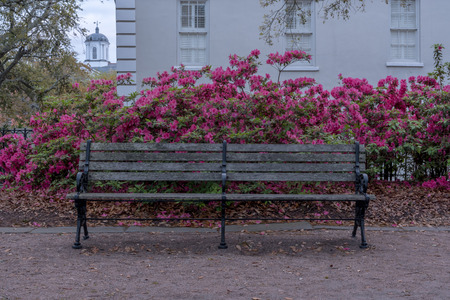 Old Park Bench and Pink Azaleas along public park sidewalkの写真素材