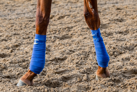 Two Taped Horse Ankles on dirt track surfaceの写真素材