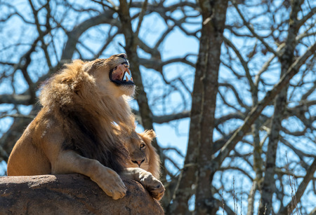 Lion Bares Teeth While Sitting on Large Rockの写真素材