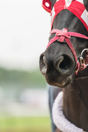 Nose of Horse with Copy Space to leftの写真素材