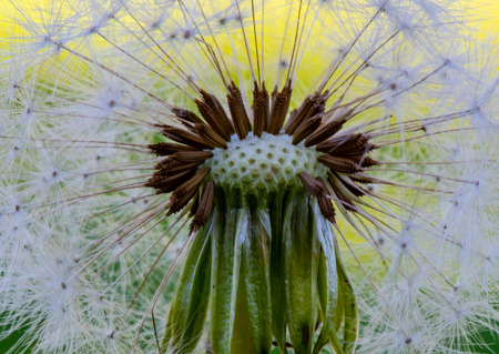 Center of Dandelion Close Up in summerの写真素材